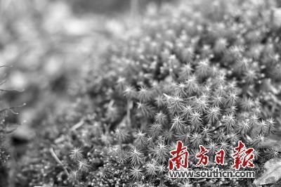 南岭：物种的博物馆