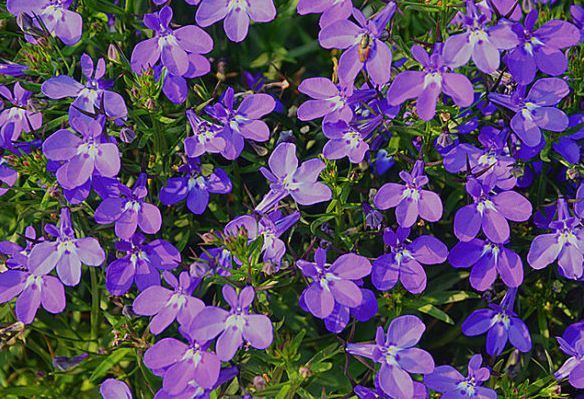阳台种几盆香香花,清晨开窗香气溢满屋,芬芳香气好看又好养,美