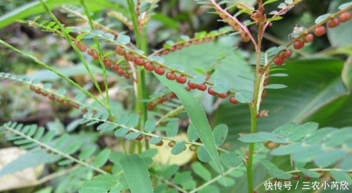  叶下珠|农村此野菜，叶子下挂满“珍珠”，是天然的“乙肝抑制药”，珍惜