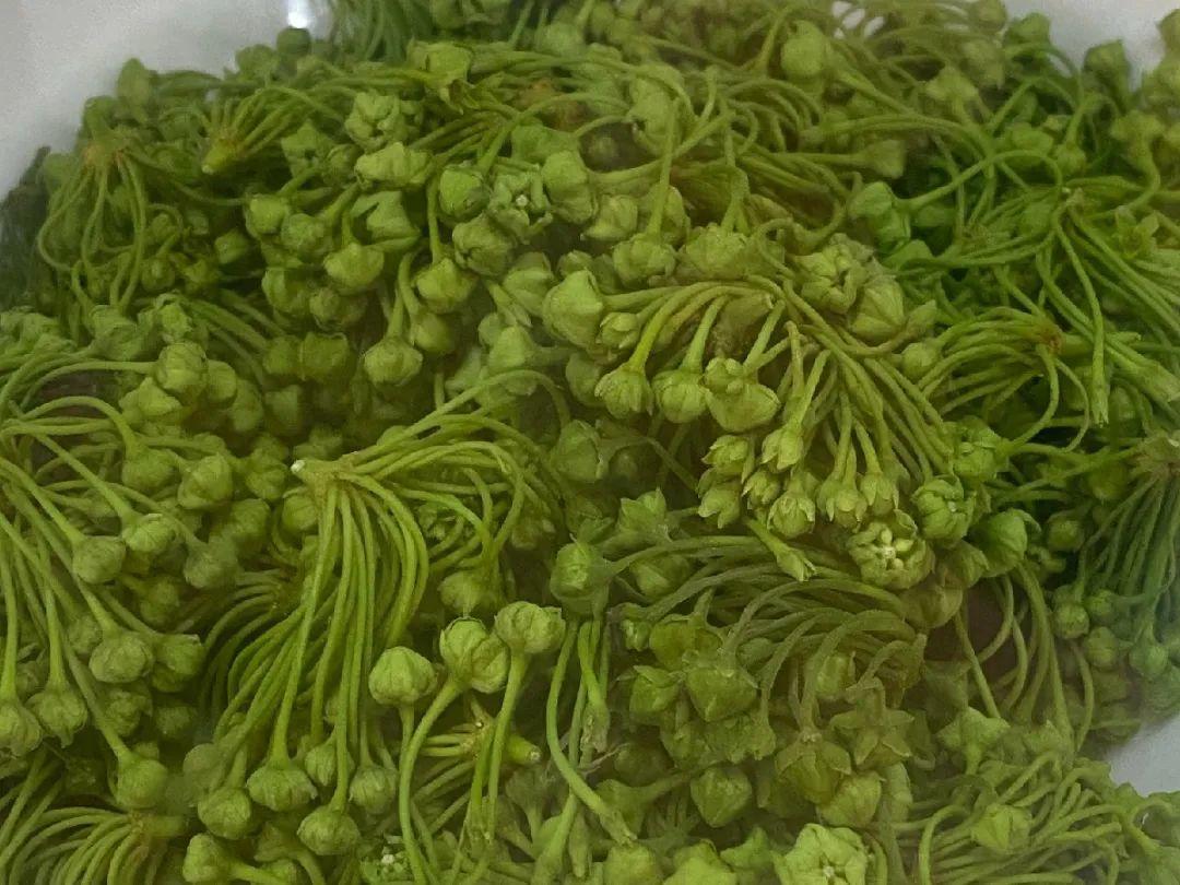 香飘飘的花,吃一口满嘴花香,再不吃就没了