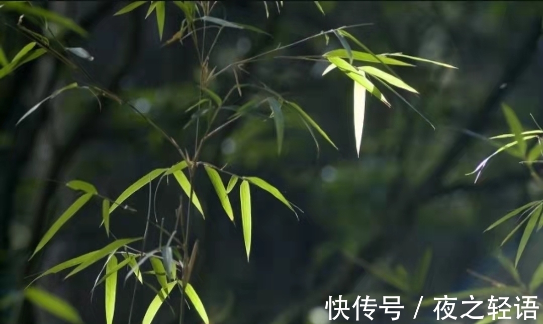 唯美#5首富有意境的诗,每一首都写得唯美如画,值得细细品味