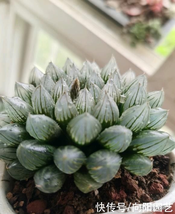 日照|多肉品种这么多!你最喜欢哪个品种?多肉不要乱养,先选对品种