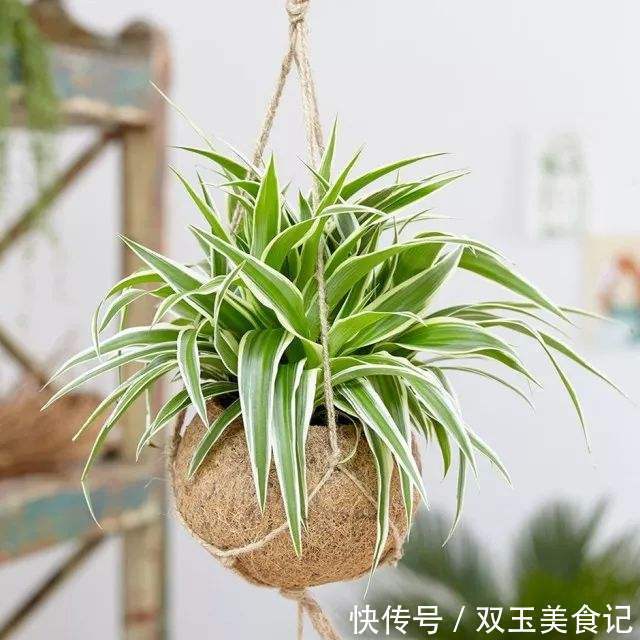 口红|这些花不用太多光，放在家里的阴处养，开花大朵真漂亮