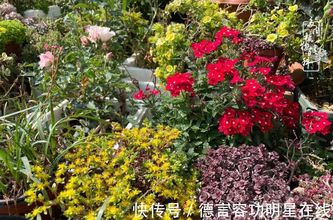 最美四月天,去杨姐的屋顶花园,赴一场花约!