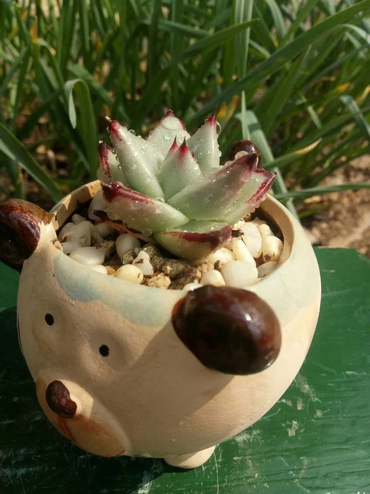 送瘟神,洒庭院,赏多肉,合家团聚话将来!