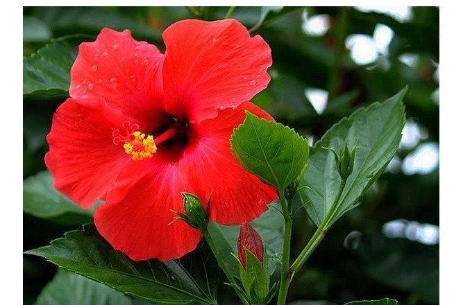 养花当然希望一直开花,以下这些花是可以全年开花的呢。