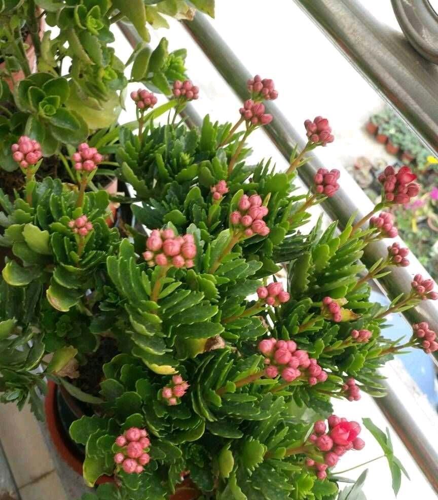 长寿花黄叶子怎么办？两个方法，叶墨绿花开得很灿烂