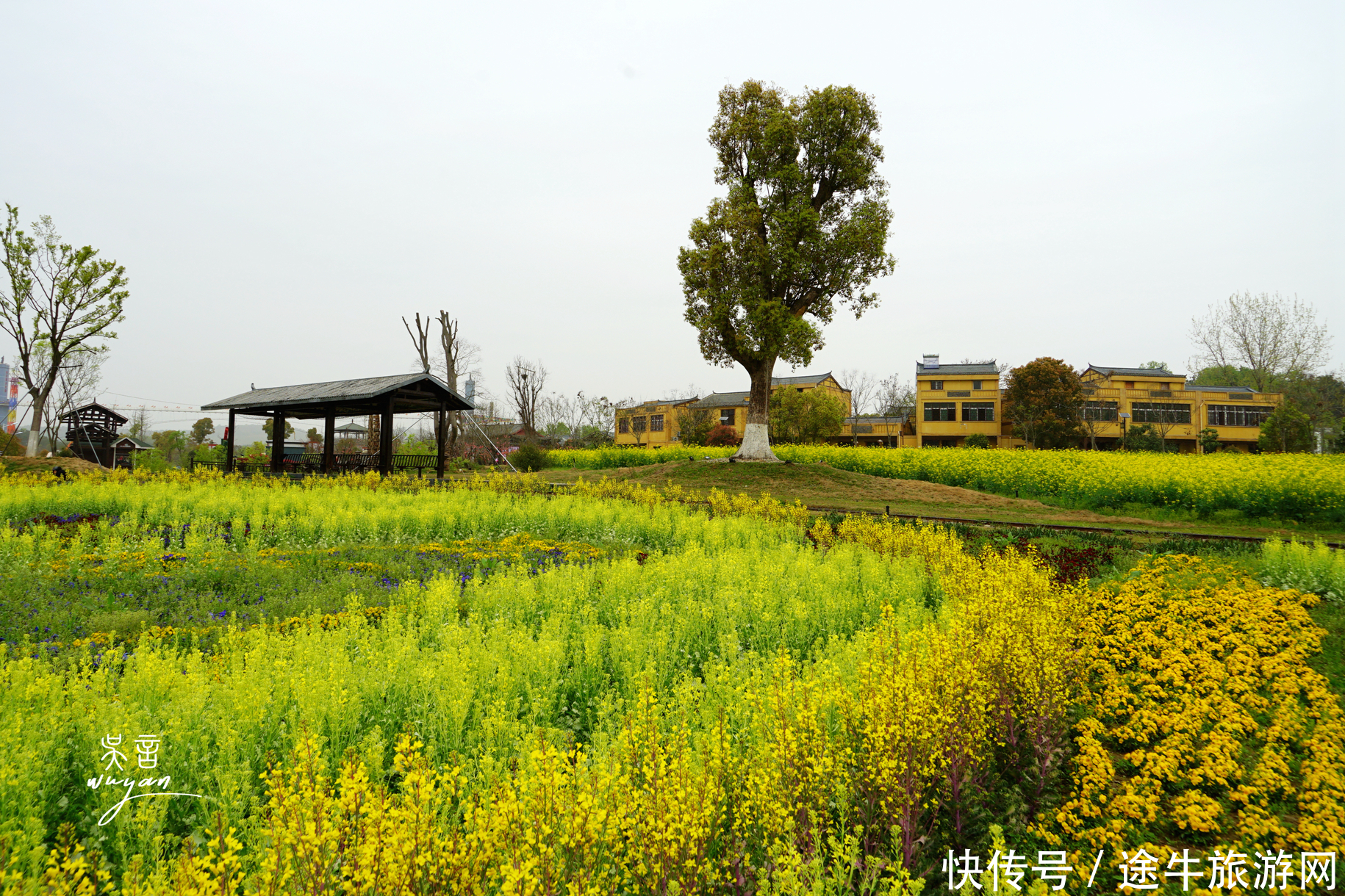 武汉这个地方和花城一样，365天，天天有花赏