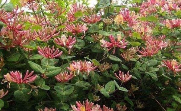 红花|阳台庭院再小也别闲着,此花要栽1棵,三点好处会震惊到你