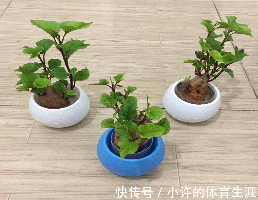 6种青菜根,吃完不要扔,插进花盆,浇浇水,20天长成“小菜园”