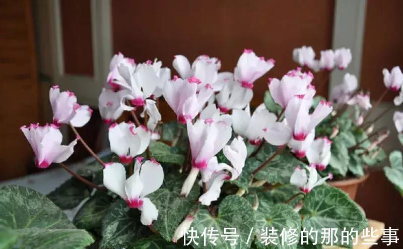 酸碱度|养花全靠1句话,这样养花保证能活