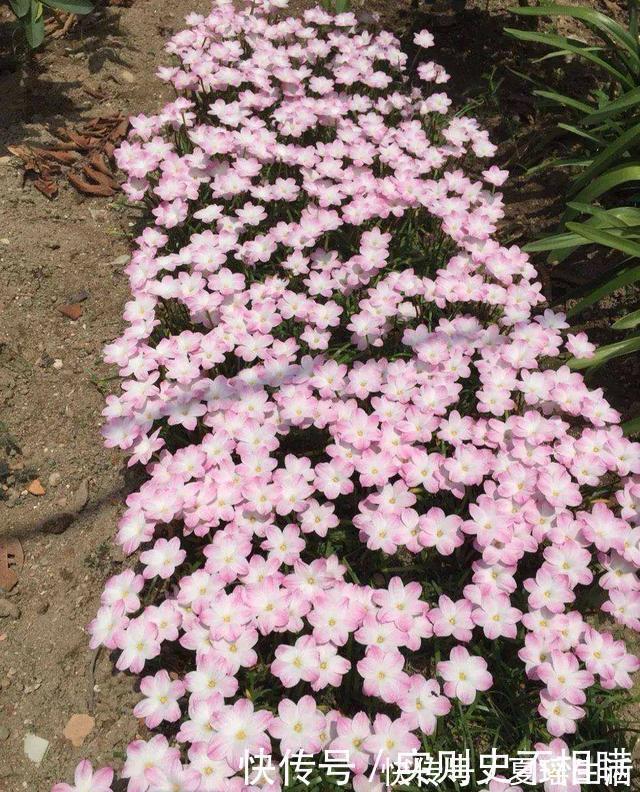 泼辣的“胖美人”10块钱买“一堆”，狂风暴雨后，妖艳花满地