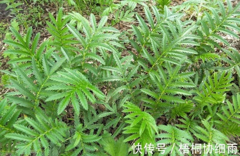 人参果|外形似香菜,根部价值高,晒干80元一斤,家乡遇见请重视