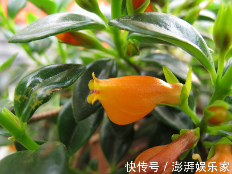 植株|除了普通吊兰,3个品种开花多、叶子密,第2种能做菜,轻松养爆盆