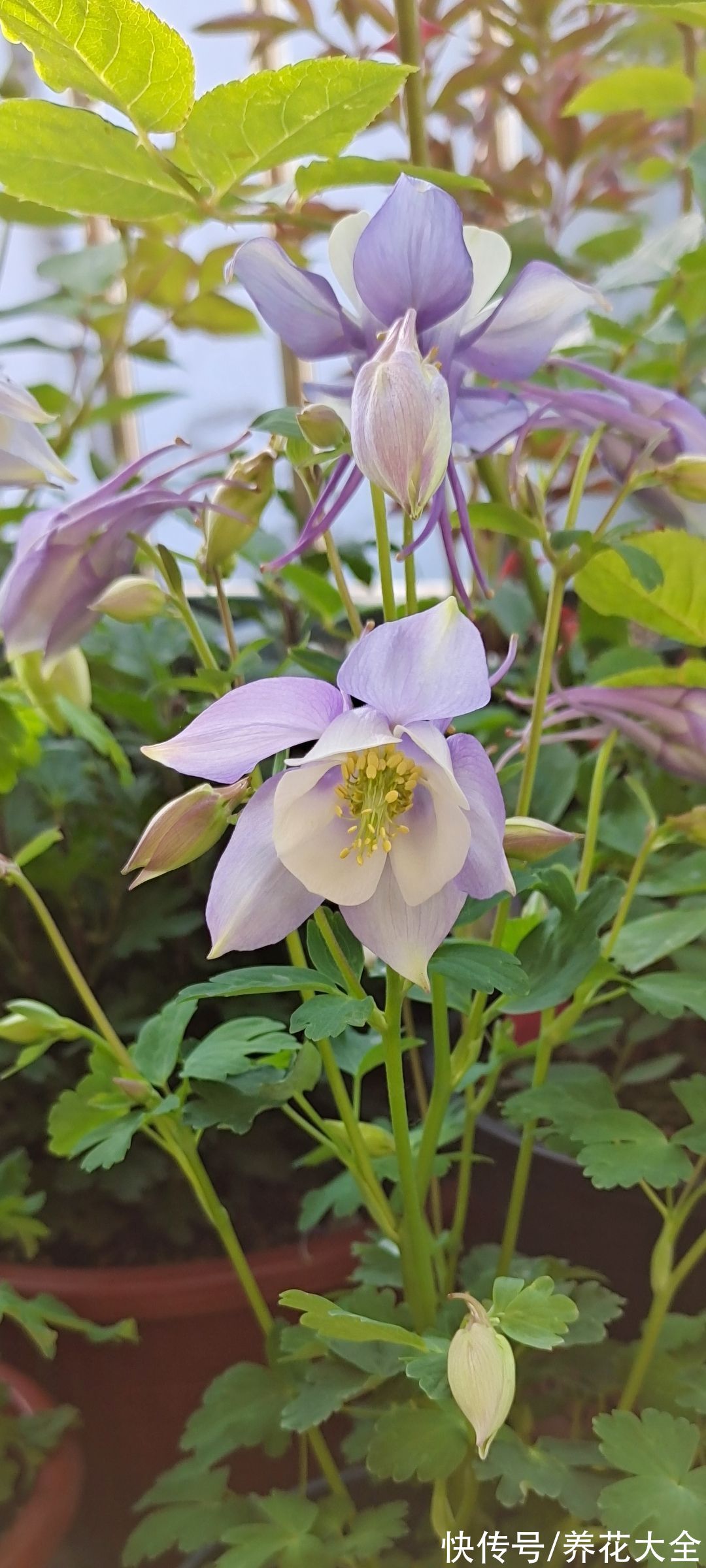 4种花听名字看不上,养开花真的绝美,妥妥的颜值担当