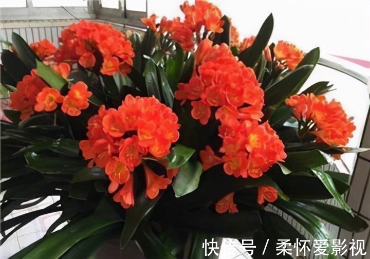 君子兰不出箭,1星期1勺零食,一盆开8朵,朵朵惊艳你