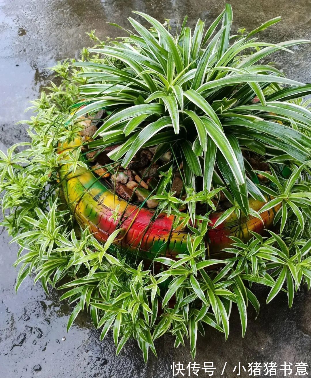 超好养的18种植物,第一名竟然是它!绿萝只能排倒数