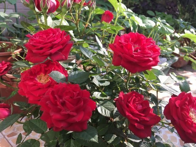 花肥不用多，一种就足够，花不了几块钱，养啥花旺啥花