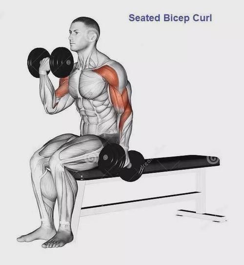 弯杆|最全的肱二三头肌训练图解，漂亮手臂必备！
