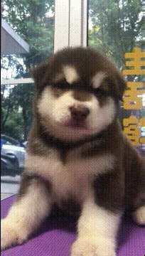 |搞笑GIF:这么魔性的表情,玩了一天根本停不下来