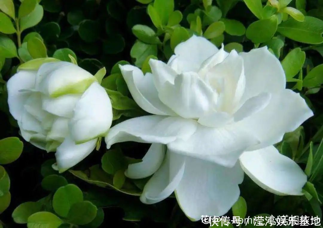 10种花爱喝醋，浇水加点酸，叶子油亮爱开花！