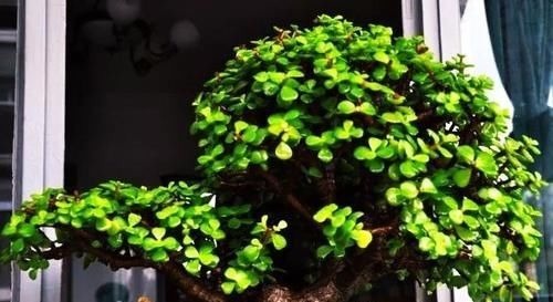 金枝玉叶是马齿苋吗?怎么样施肥和浇水,才能让她真正成为金枝玉叶呢?