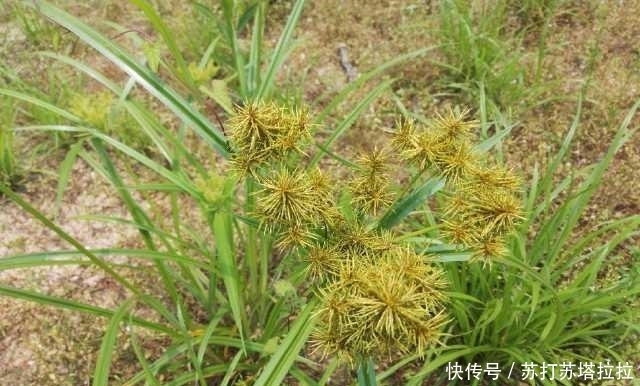 皮肤瘙痒|农村一常见奇葩野草,开花结果全是“刺”,却可用来治女性病