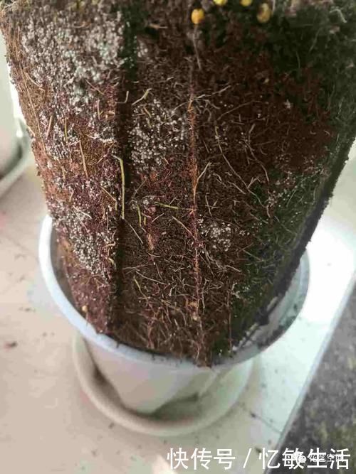 浇水|为什么明明浇水不多，花却还烂根，很多花友都容易忽略这一点！