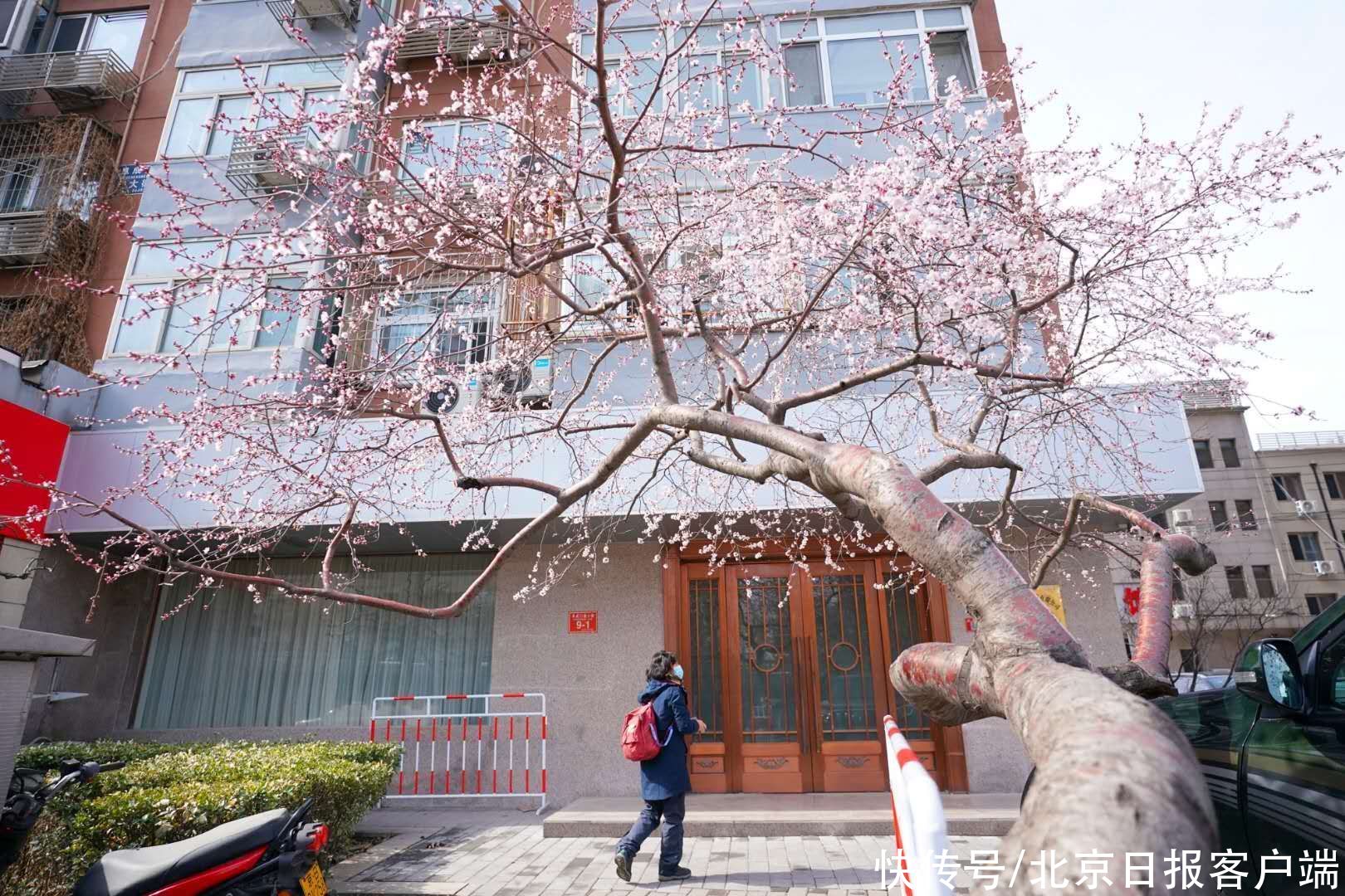 中薪|北京：雨后却斜阳，山桃向春光，市民纷纷驻足拍美景