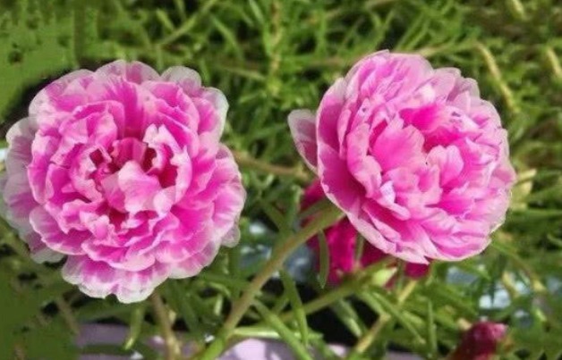 4种“懒人”盆栽花,浇水就疯长,给点阳花就灿烂,给你一片花海