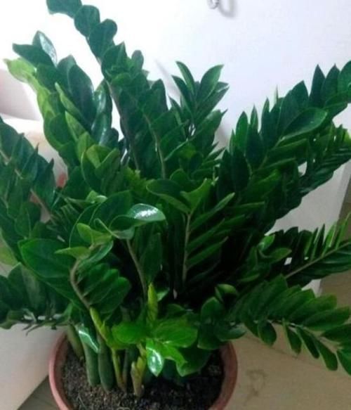 招财纳福|开花最香的4种花，旺宅、招财好兆头，鸿运当头事业顺！