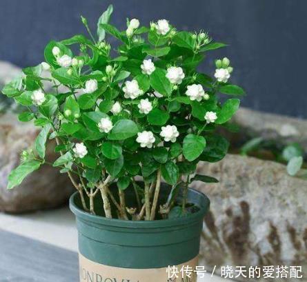 温度|现在逛花市5种花不要买,虽然很漂亮,但是养活难度大,白花钱