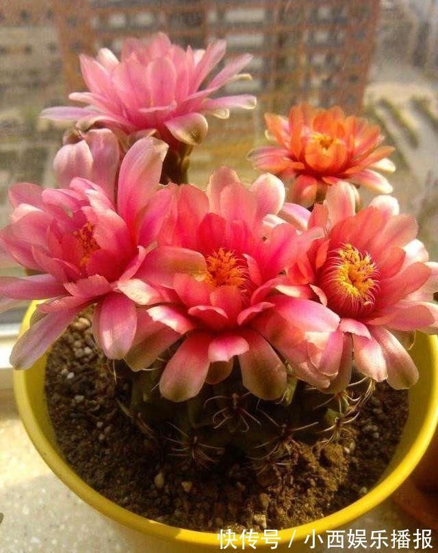 植物|卧室养7种“植物”,放一盆,空气好,睡眠好,好养漂亮长爆盆