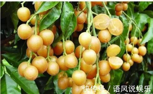 大家伙|晚上当零食吃几颗,一个月下来,消炎杀菌,止咳化痰,冬天不咳嗽