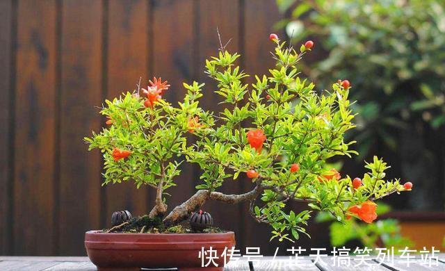 光照|诗里的“榴花似火燃”，原来，居家盆栽，开花比扶桑还漂亮