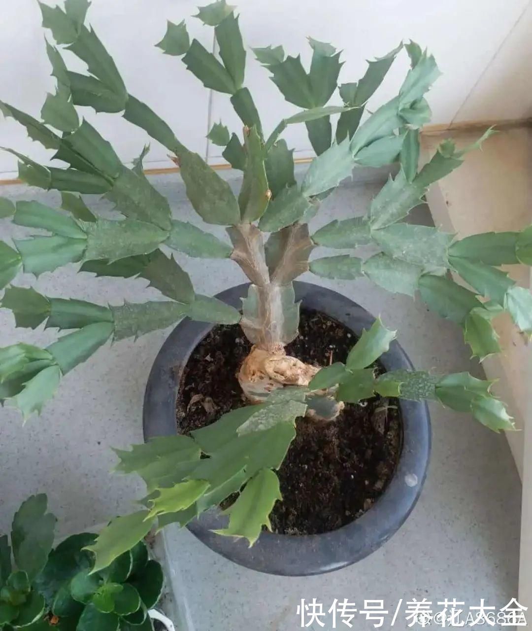 浇水|9种花,夏天休眠了,一定少浇水,否则越浇越死