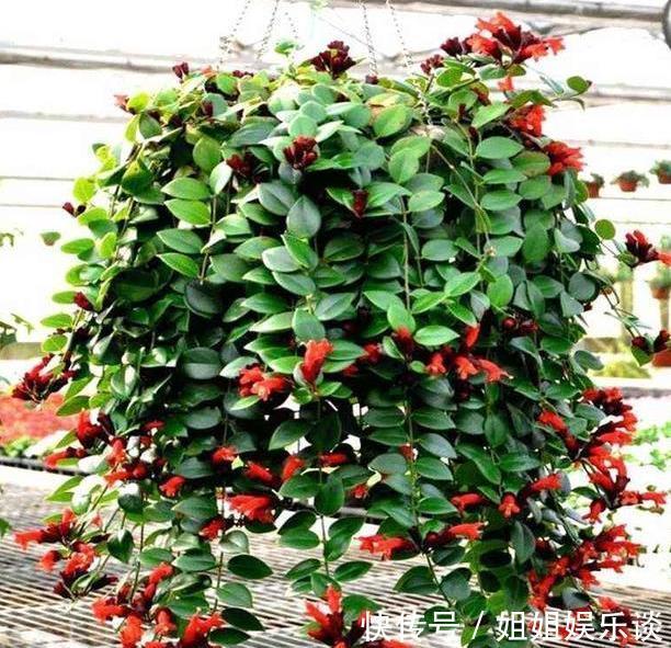 给盆栽花草浇水用它们，一分钱都不花，肥效比专业的强