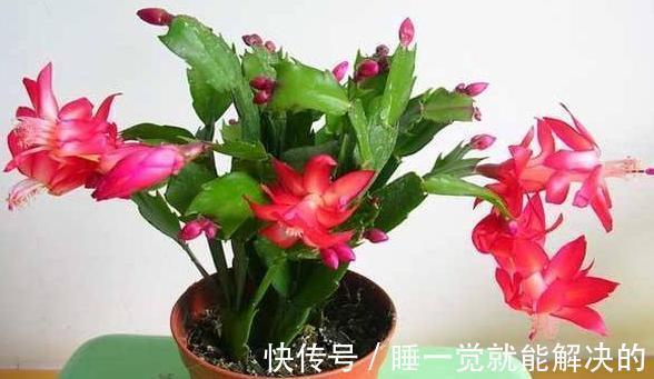 蟹爪兰只长了几个花苞,该怎么养爆盆调整4点,呼啦啦开不停