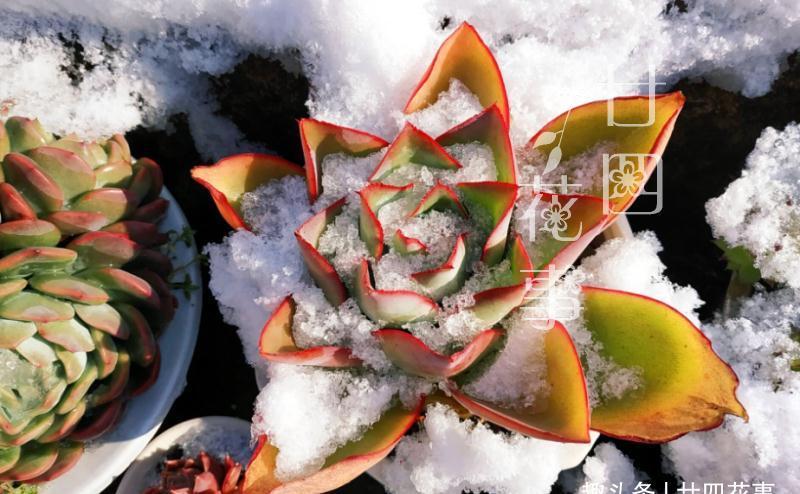 冬天给多肉浇水,一个小方法,肉肉不徒长不烂根,保持好状态