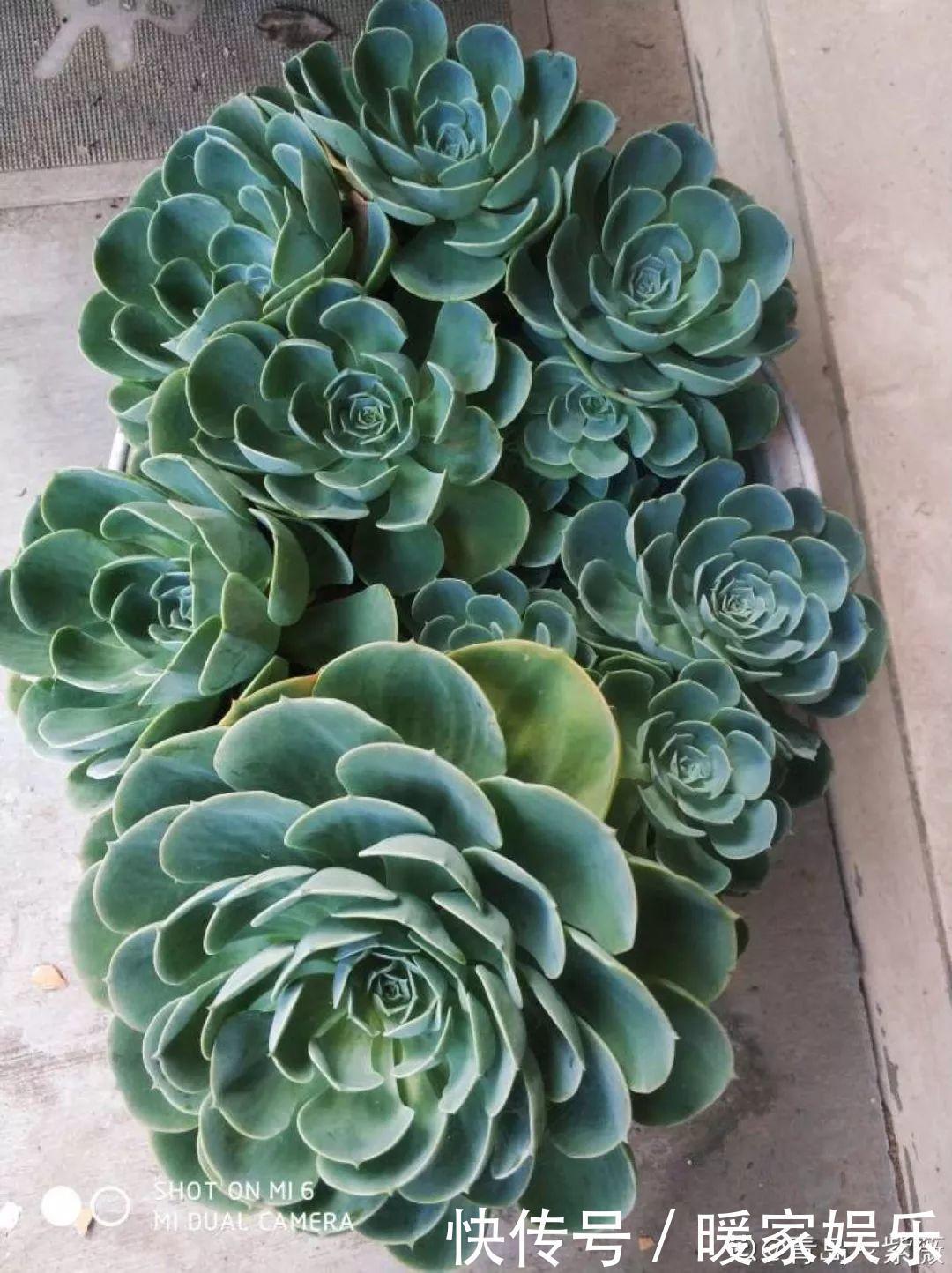 6种多肉太难养,赶紧留个种,省得每年都要重新买!