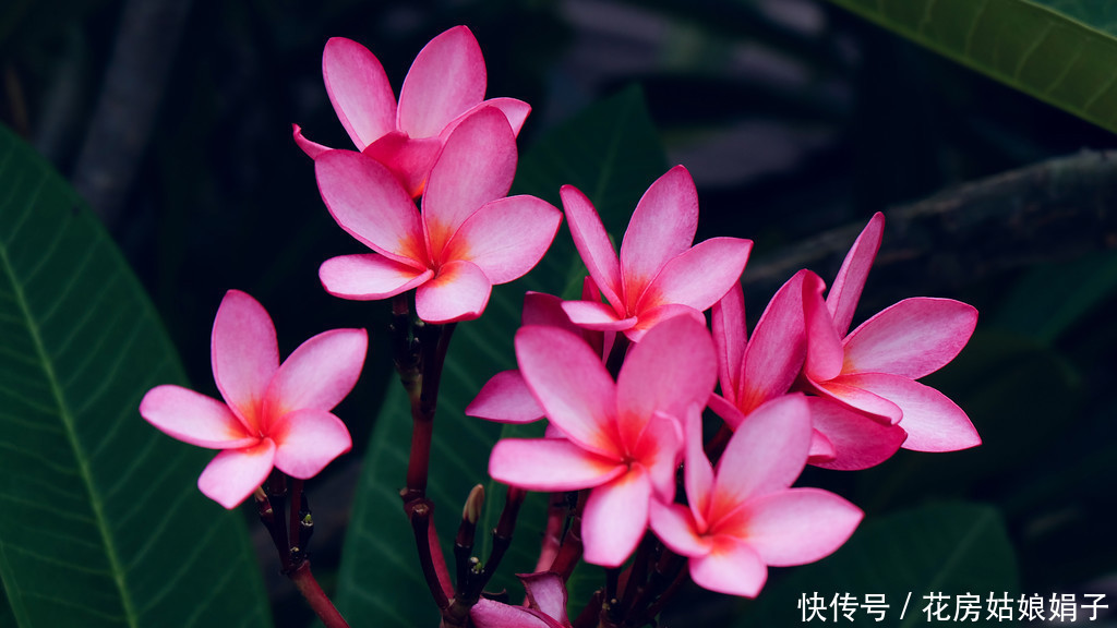 它浑身多是宝,观赏食用两不误,鸡蛋花盆栽养殖技术解析