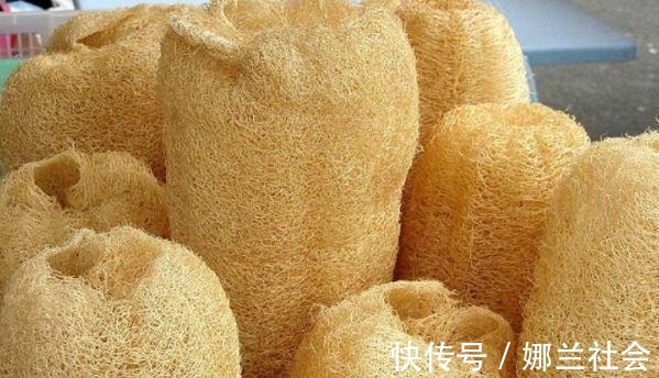 长寿花|君子兰肥到流油,长寿花开不断,原来他用了这个小方法!