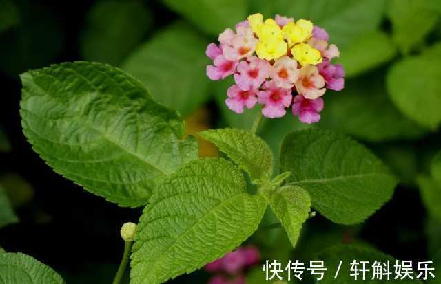 五色梅|别看这些花草长得美，不要养在家里，“心眼”可坏啦