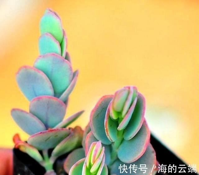 多肉植物中的6位舞者，个个都很漂亮，听名字就很想拥有一盆