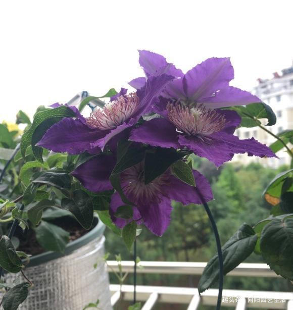 铁线莲价格贵,花店购买最好,网上买的不对版,只开小白花