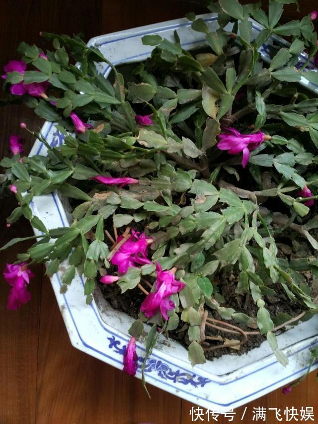 蟹爪兰过了休眠期，叶子发红软塌塌，找到病因还能救回来