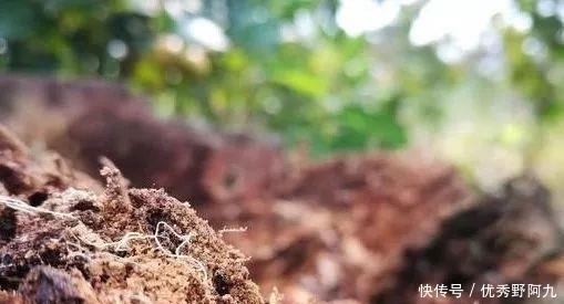 锯末|用锯末种植兰花只有经过这样处理的才可以,别再用错了