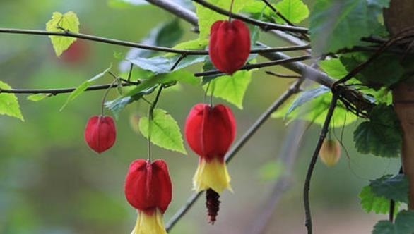 别再养绿萝吊兰了,此花好养易垂盆,吊着养开成花瀑布,四季开花