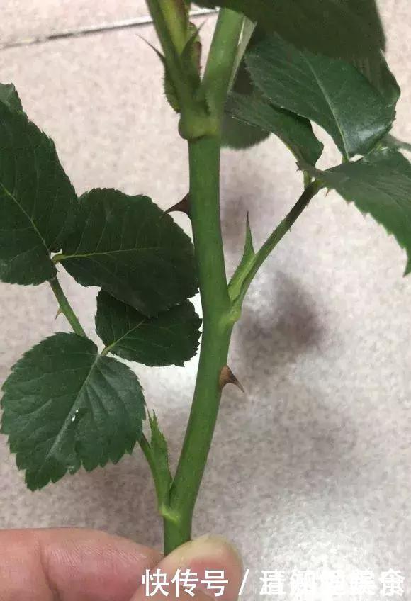 种花|垃圾桶中容易“捡到”的3种花，1分钱不花，养出几十盆，花开爆盆