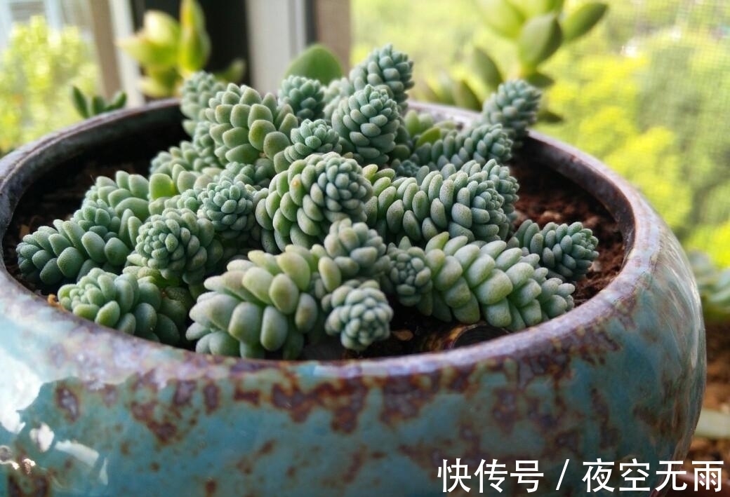 养殖|2种容易爆盆的多肉,这样养,状态更加好